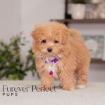 Nova | Ruby Maltipoo for sale