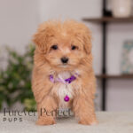 Nova | Ruby Maltipoo for sale