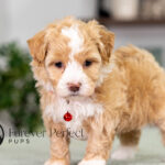 Patrick | Cream Maltipoo for sale