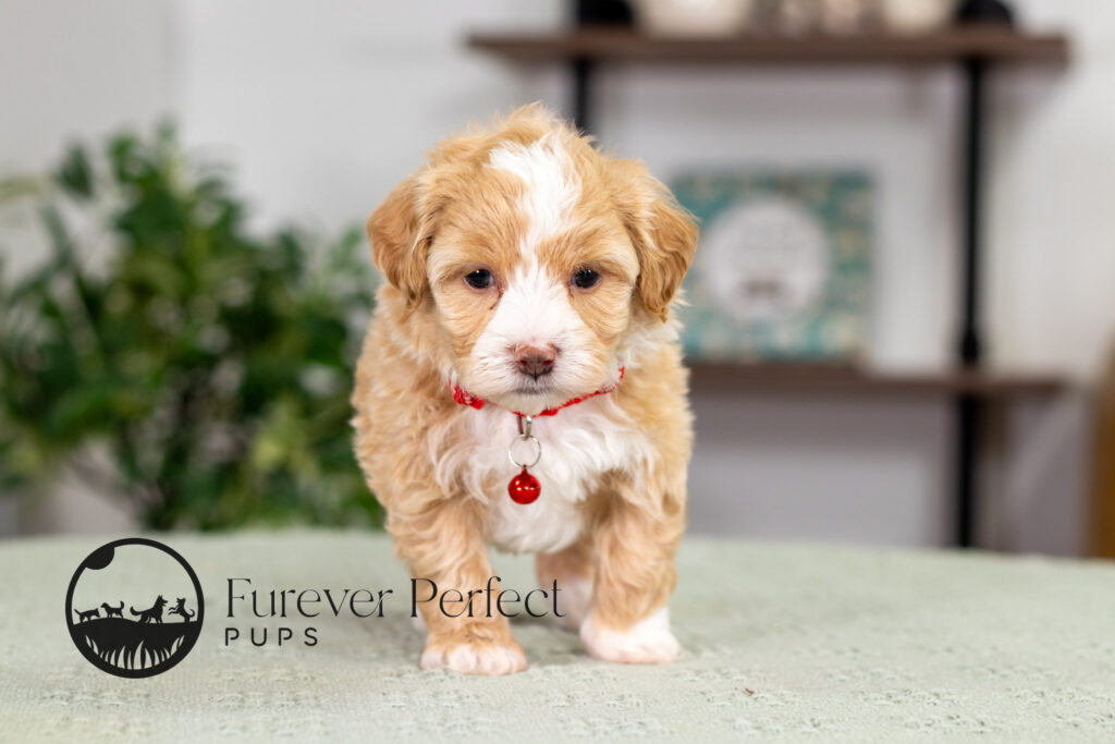 Patrick Maltipoo Puppy (2)