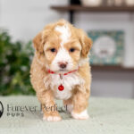 Patrick | Cream Maltipoo for sale