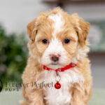 Patrick | Cream Maltipoo for sale