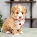 Patrick | Cream Maltipoo for sale