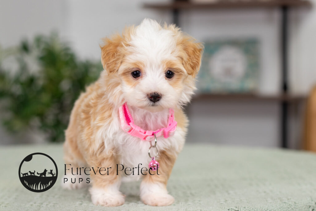Phoebe Maltipoo Puppy (1)