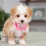 Phoebe | Cream Maltipoo for sale