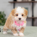 Phoebe | Cream Maltipoo for sale