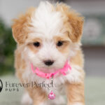 Phoebe | Cream Maltipoo for sale