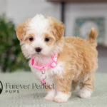 Phoebe | Cream Maltipoo for sale