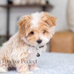 Prancer | Cream Maltipoo for sale