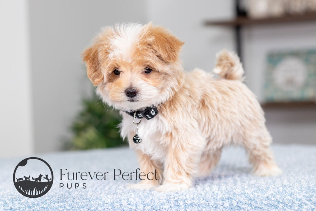 Prancer Male Maltipoo (2)
