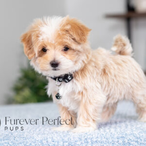 Prancer Male Maltipoo (2)