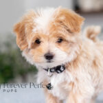 Prancer | Cream Maltipoo for sale