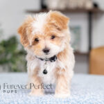 Prancer | Cream Maltipoo for sale