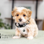Prancer | Cream Maltipoo for sale