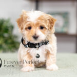 Prancer | Cream Maltipoo for sale