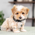 Prancer | Cream Maltipoo for sale