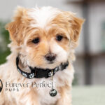 Prancer | Cream Maltipoo for sale