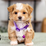 Princess | Cream Maltipoo for sale