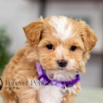 Princess | Cream Maltipoo for sale