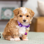 Princess | Cream Maltipoo for sale