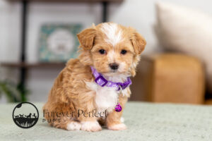 Princess Female Maltipoo