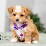 Princess | Cream Maltipoo for sale