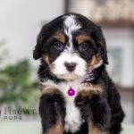 Renae | Tri Bernedoodle for sale