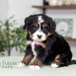 Renae | Tri Bernedoodle for sale