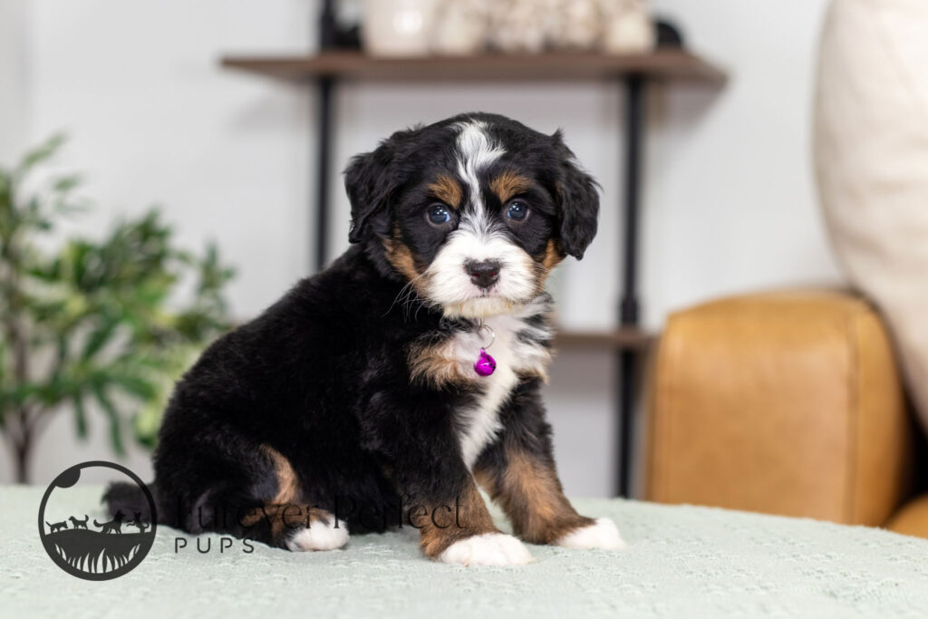 Renae Female Bernedoodle (3)