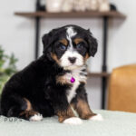 Renae Female Bernedoodle (3)