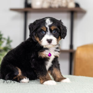 Renae Female Bernedoodle (3)