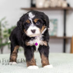 Renae | Tri Bernedoodle for sale