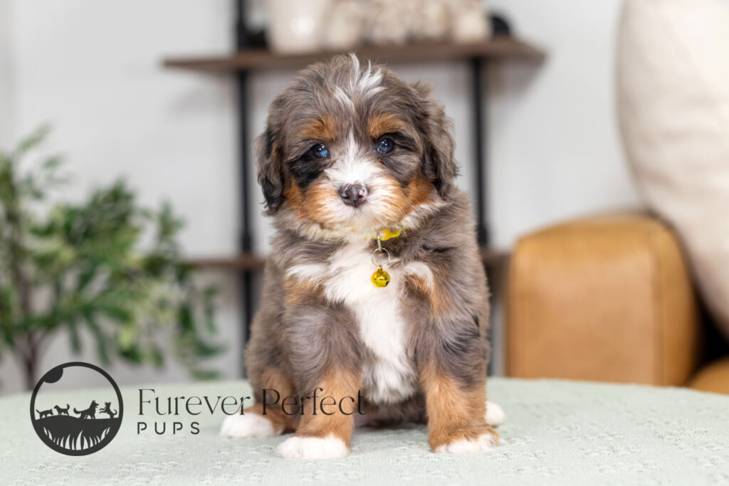 Renita Female Bernedoodle (1)