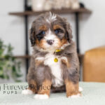 Renita Female Bernedoodle (1)