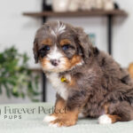 Renita | Blue Merle & Tan Bernedoodle for sale