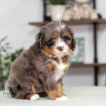 Renita | Blue Merle & Tan Bernedoodle for sale