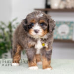 Renita | Blue Merle & Tan Bernedoodle for sale