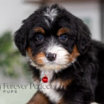 Rex | Tri Bernedoodle for sale