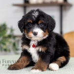 Rex | Tri Bernedoodle for sale