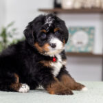 Rex | Tri Bernedoodle for sale