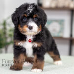 Rex | Tri Bernedoodle for sale
