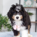 Rosie | Tri Bernedoodle for sale
