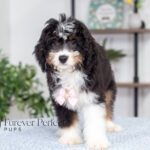 Rosie | Tri Bernedoodle for sale