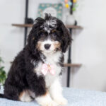 Rosie | Tri Bernedoodle for sale