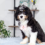 Rosie | Tri Bernedoodle for sale