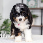 Rosie | Tri Bernedoodle for sale