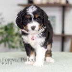 Rosie | Tri Bernedoodle for sale