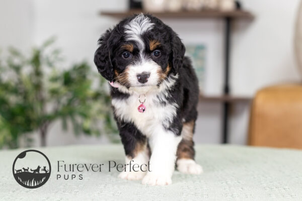 Rosie Female Bernedoodle Puppy posing for a photo