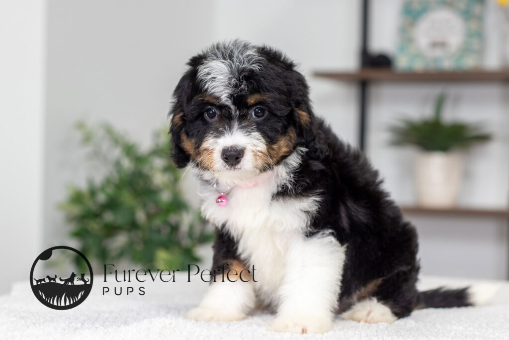 Rosie Female Bernedoodle (2)