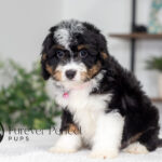 Rosie | Tri Bernedoodle for sale